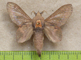 Typhonoya longipennis